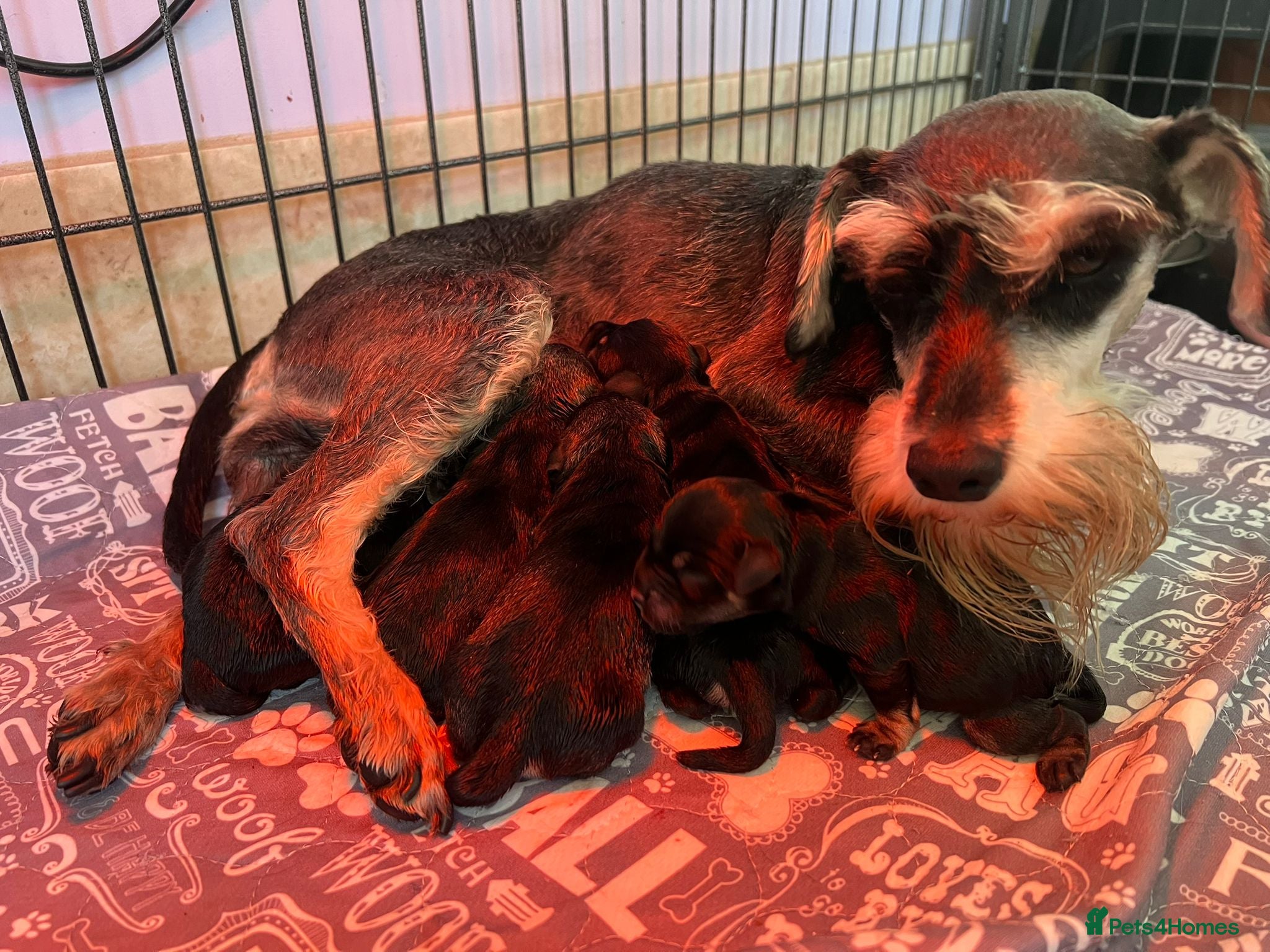 Miniature Schnauzer dogs Beautiful miniature schnauzers pups ready now - Advert 7