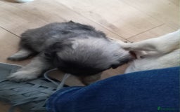 Pug dogs for sale: Beautiful pug puppies in Coalville - Image 15