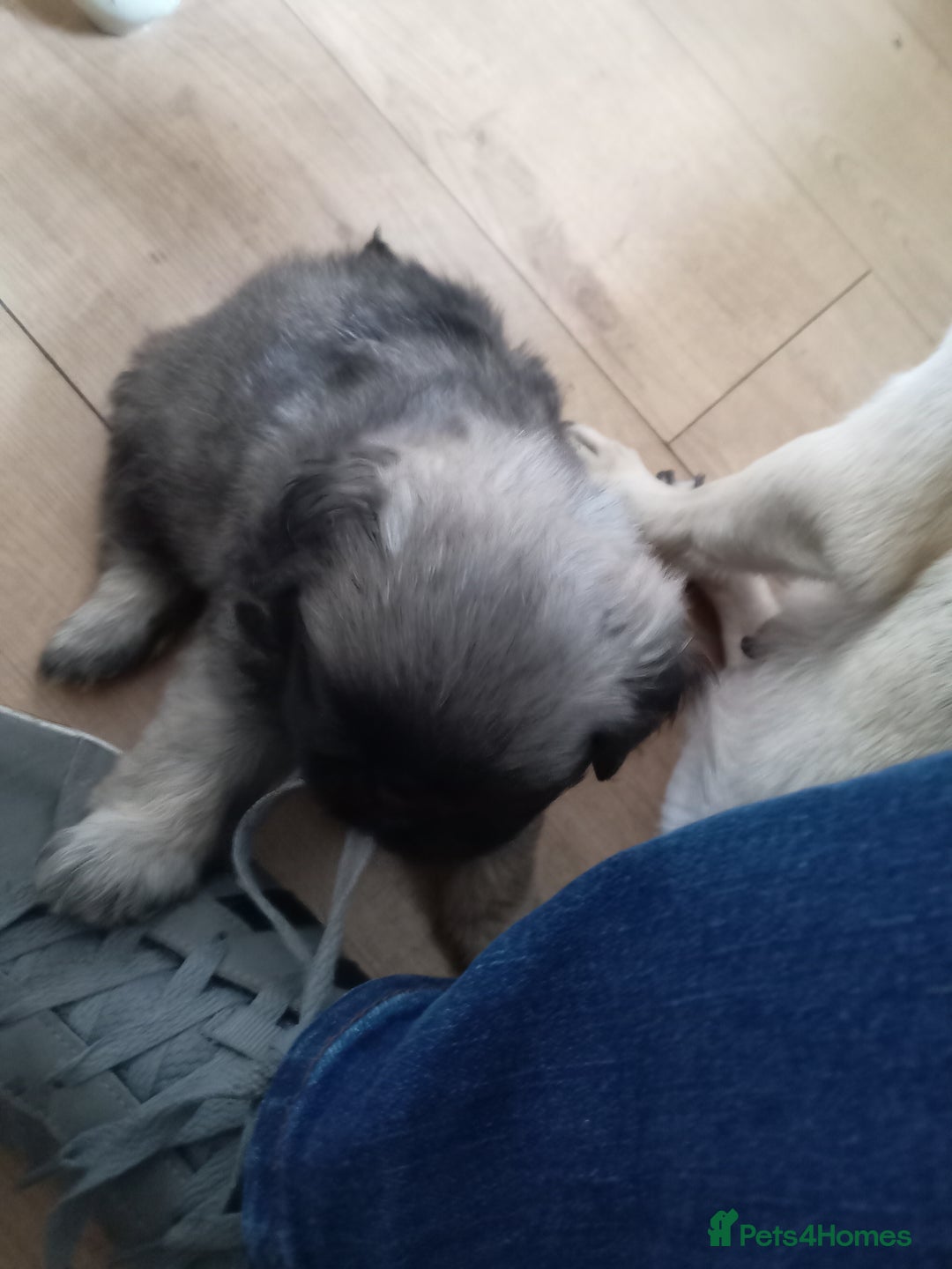 Pug dogs for sale: Beautiful pug puppies in Coalville - Image 15