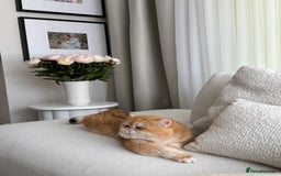 British Shorthair cats for sale: British Shorthair Golden Lilac kittens  - Image 31