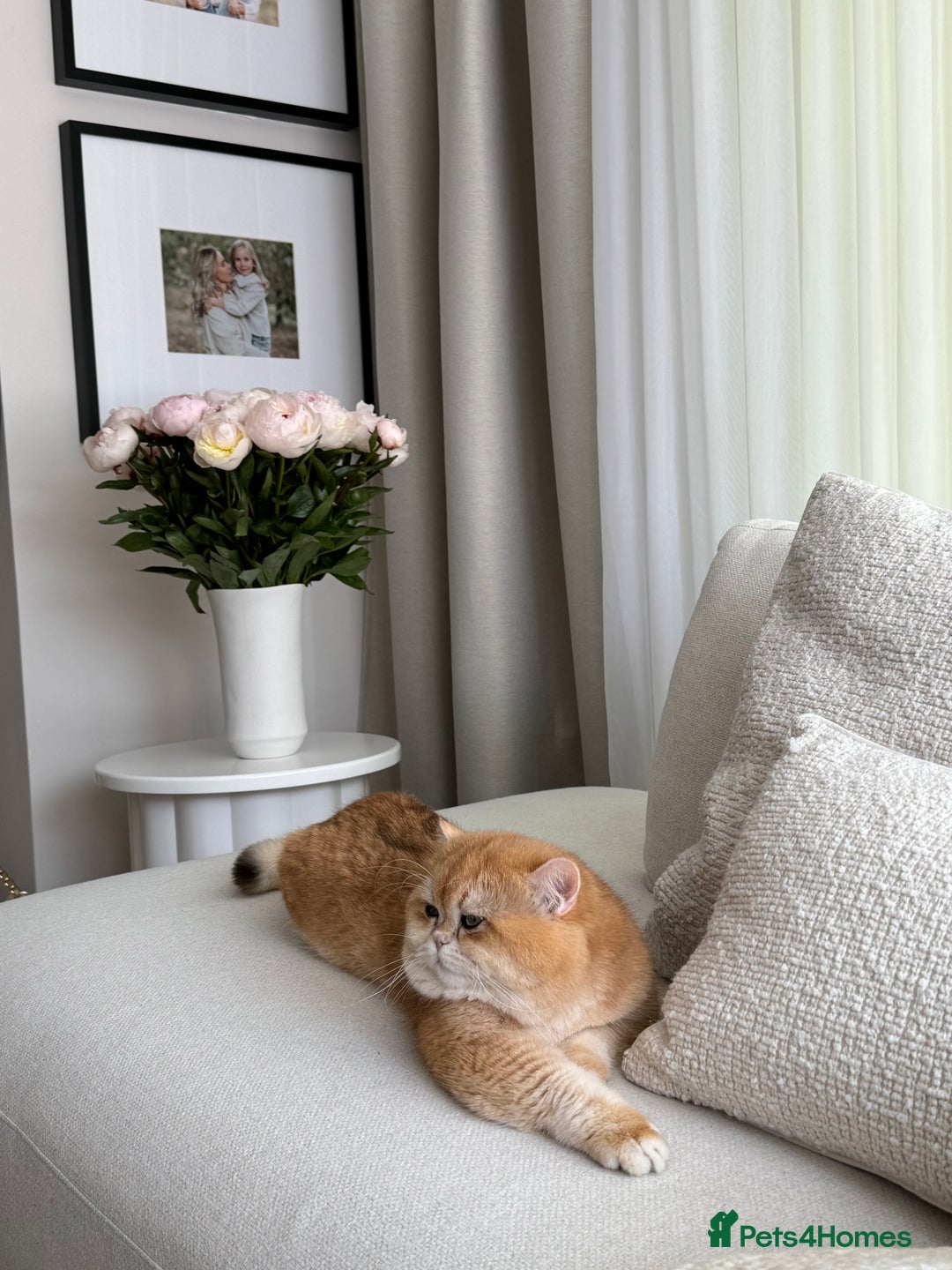 British Shorthair cats for sale: British Shorthair Golden Lilac kittens  - Image 31