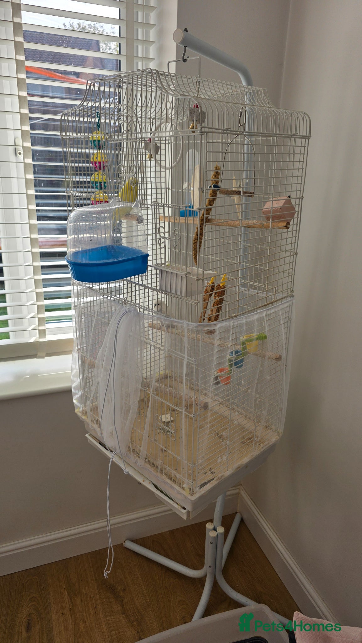 Budgerigars birds Two male budgies  - Advert 5