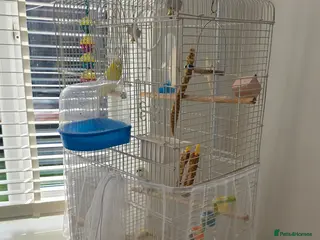 Budgerigars birds Two male budgies - Advert 5