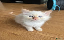Ragdoll cats for sale: 7 Adorable Ragdoll Kittens Ready for Loving Homes - Advert 11