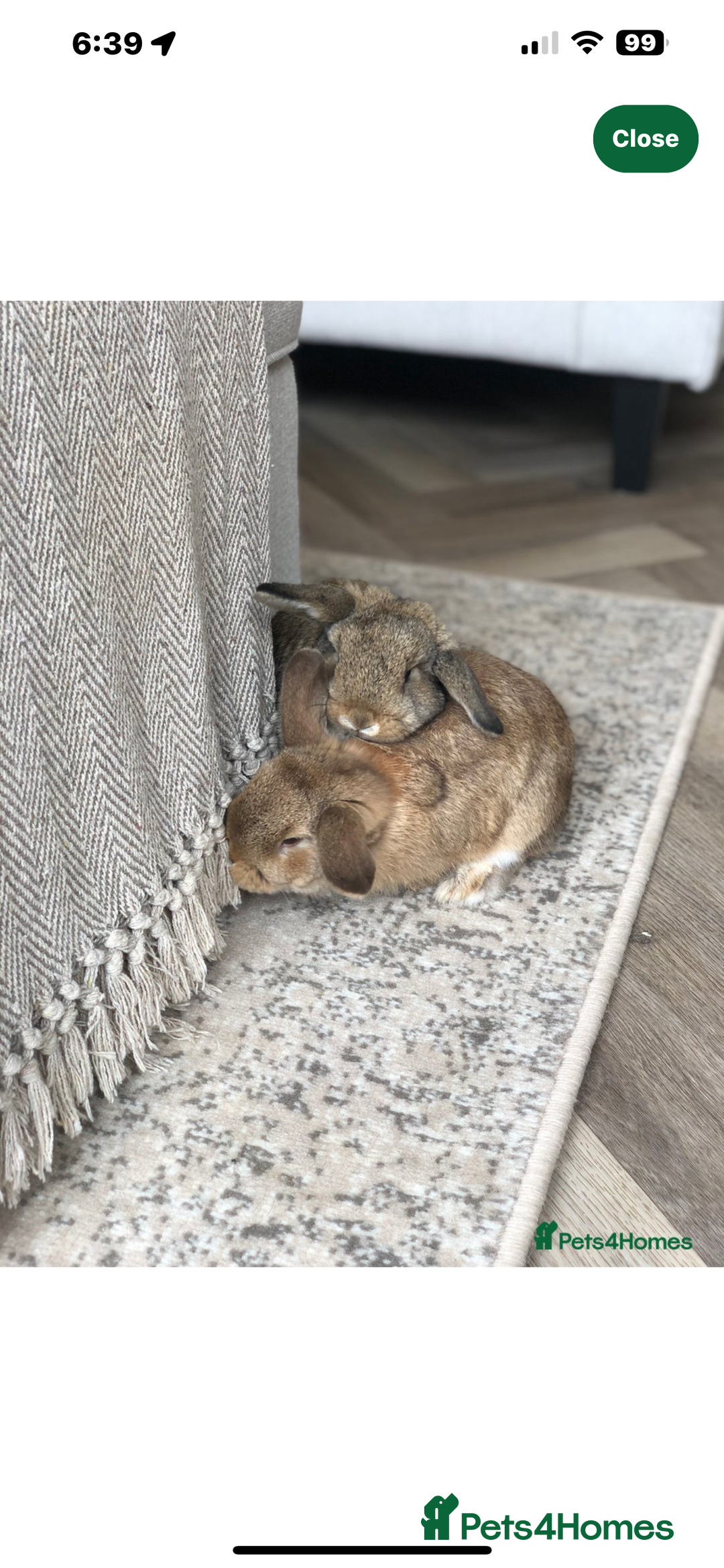 Mini Lop rabbits for sale: Mini lop bunny  - Image 2