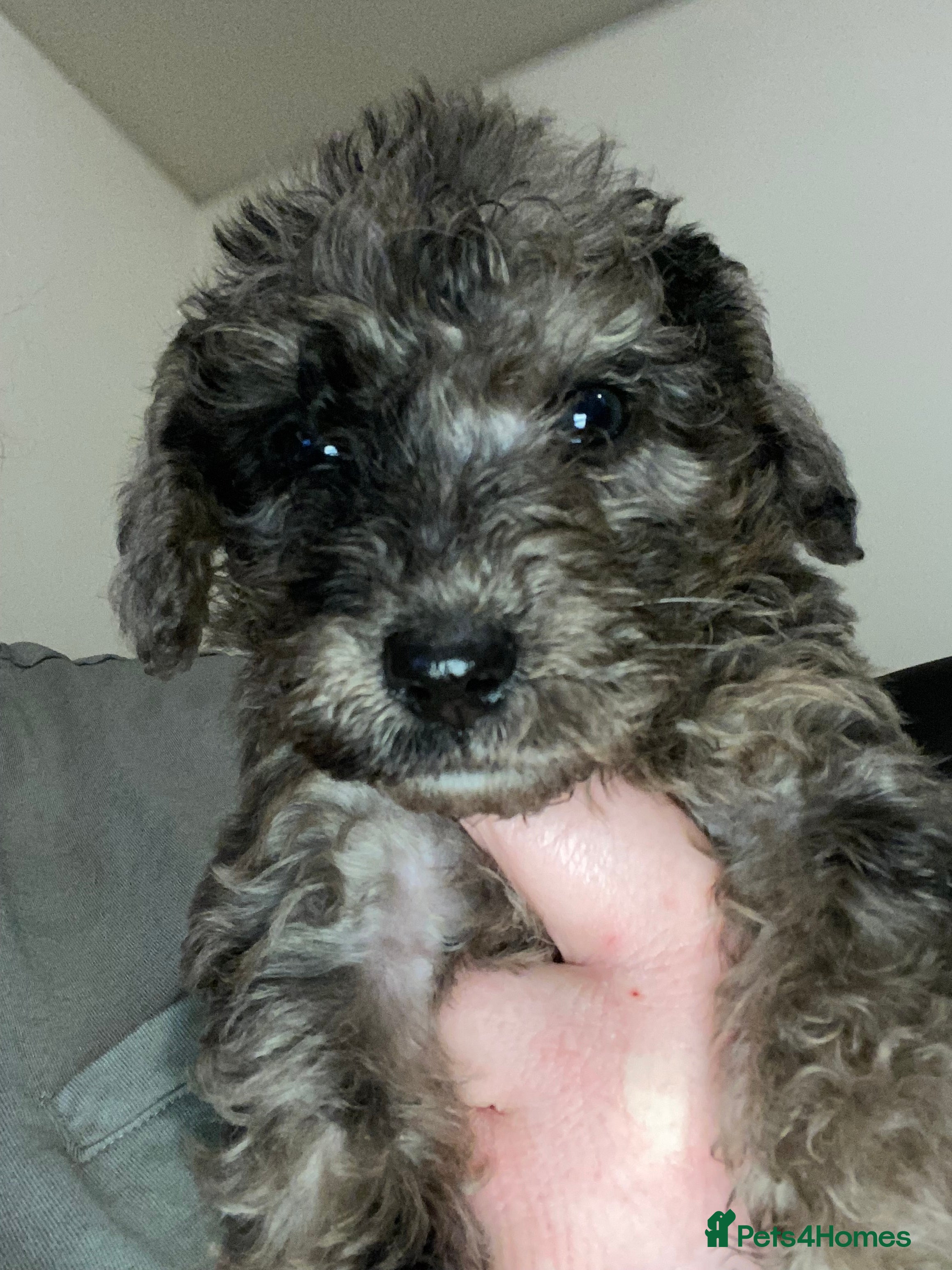 Toy Poodle dogs Beautiful Toy Poodle Pups Ready to Reserve Now - Advert 2