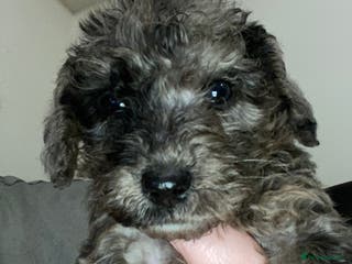 Toy Poodle dogs Beautiful Toy Poodle Pups Ready to Reserve Now - Advert 2