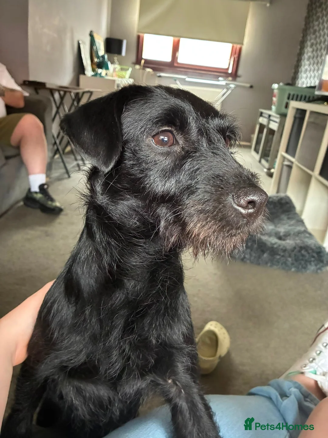 Border Terrier dogs for sale: Miss zara - Advert 2