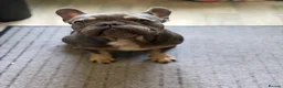 French Bulldog dogs for sale: 2 year old male  - Advert 2