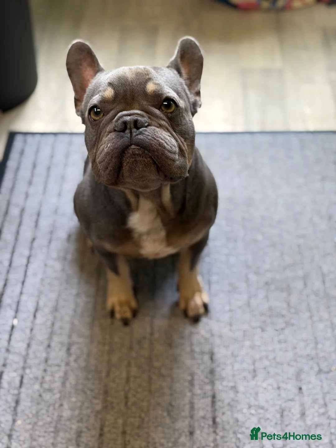French Bulldog dogs for sale: 2 year old male  - Advert 2
