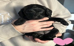 Cockapoo dogs for sale: 🖤BEAUTIFUL COCKAPOO FOR SALE🖤 - Advert 27