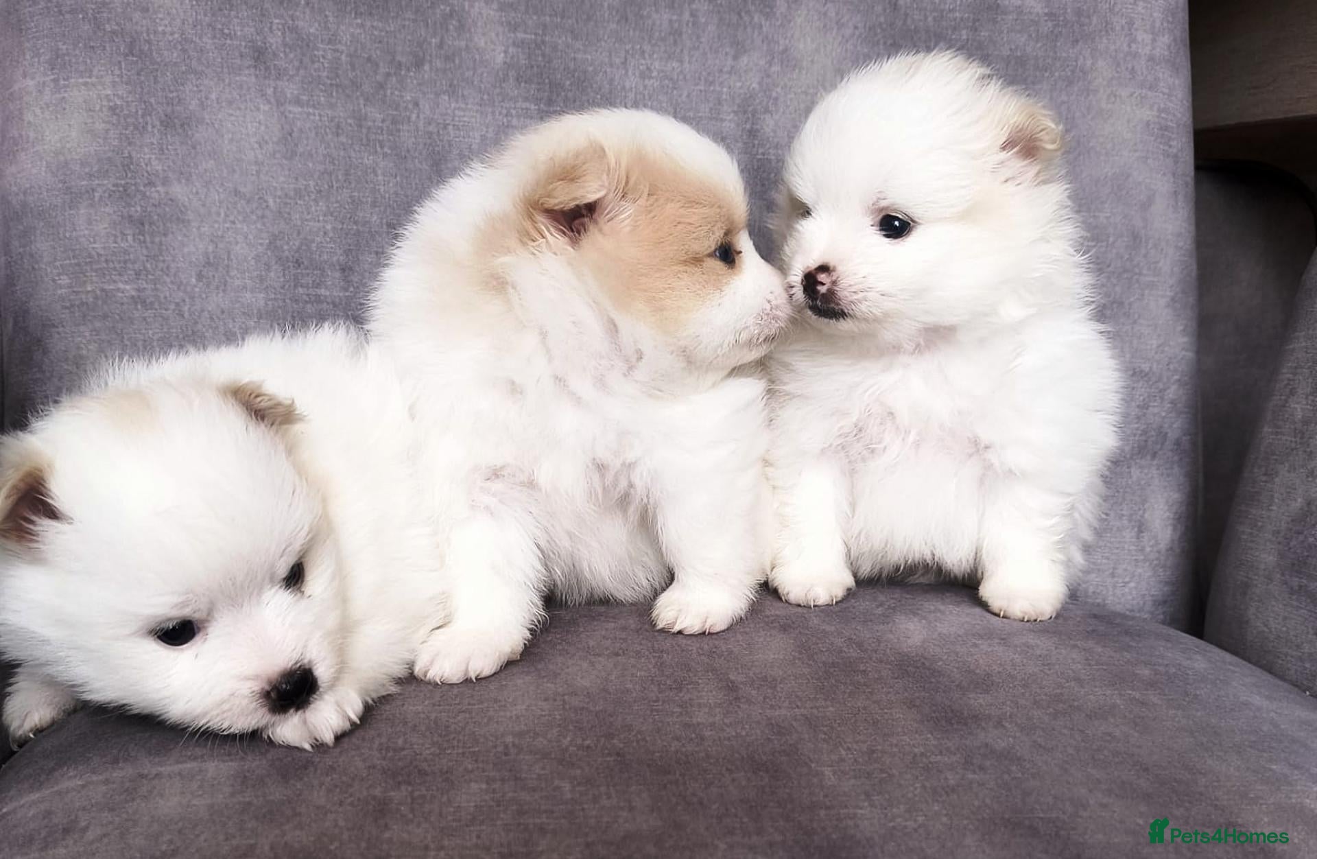 Pomeranian dogs Beautiful Pomeranian Puppies – Harrow - Advert 1