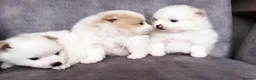 Pomeranian dogs for sale: Beautiful Pomeranian Puppies – Harrow in Harrow - Advert 1