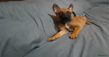 Belgian Shepherd Dog dogs - Advert 5