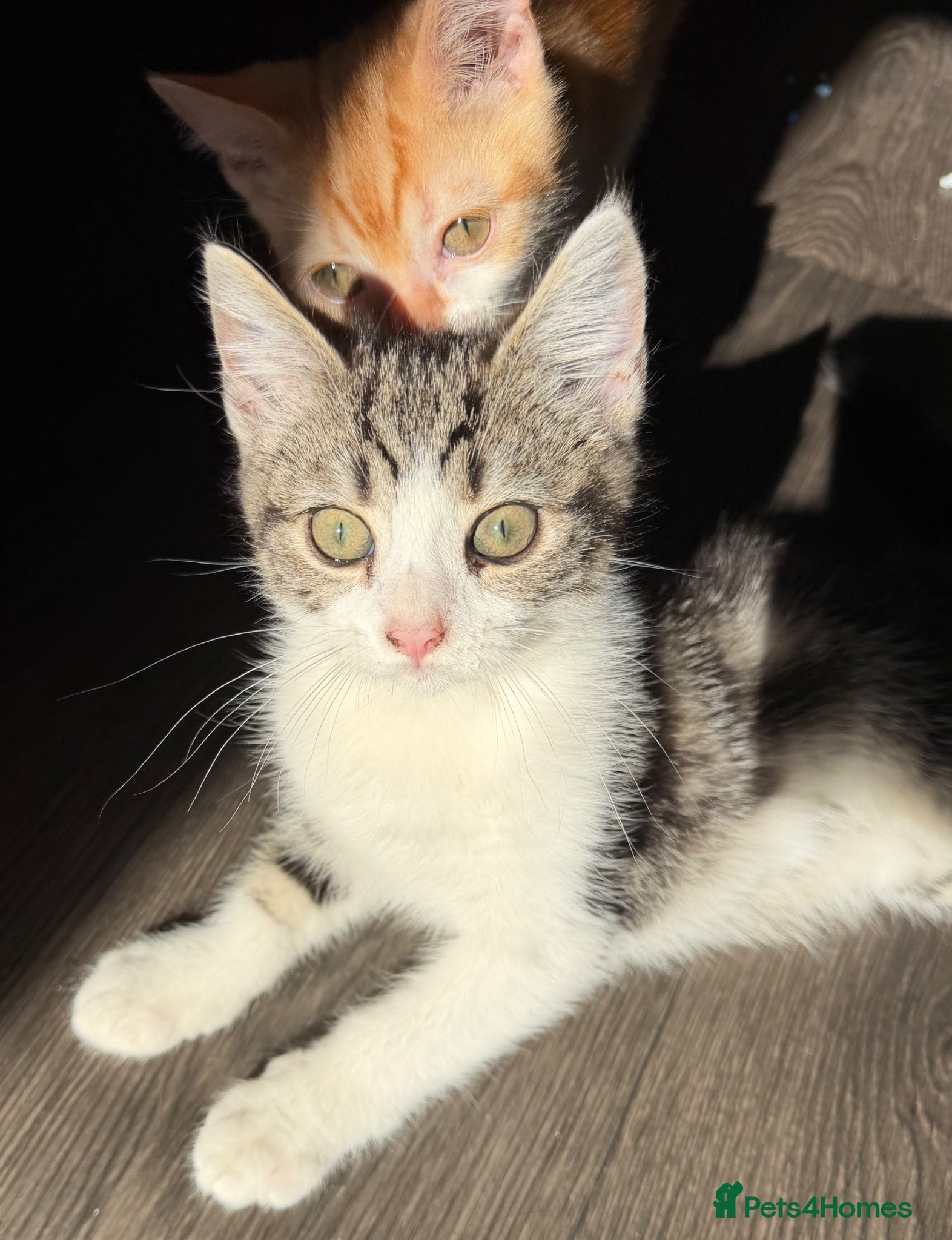 Scottish Fold cats Scottish Straight Kitten's–Looking for LovingHomes - Advert 1