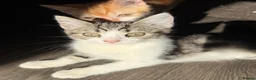 Scottish Fold cats for sale: Scottish Straight Kitten's–Looking for LovingHomes - Advert 1