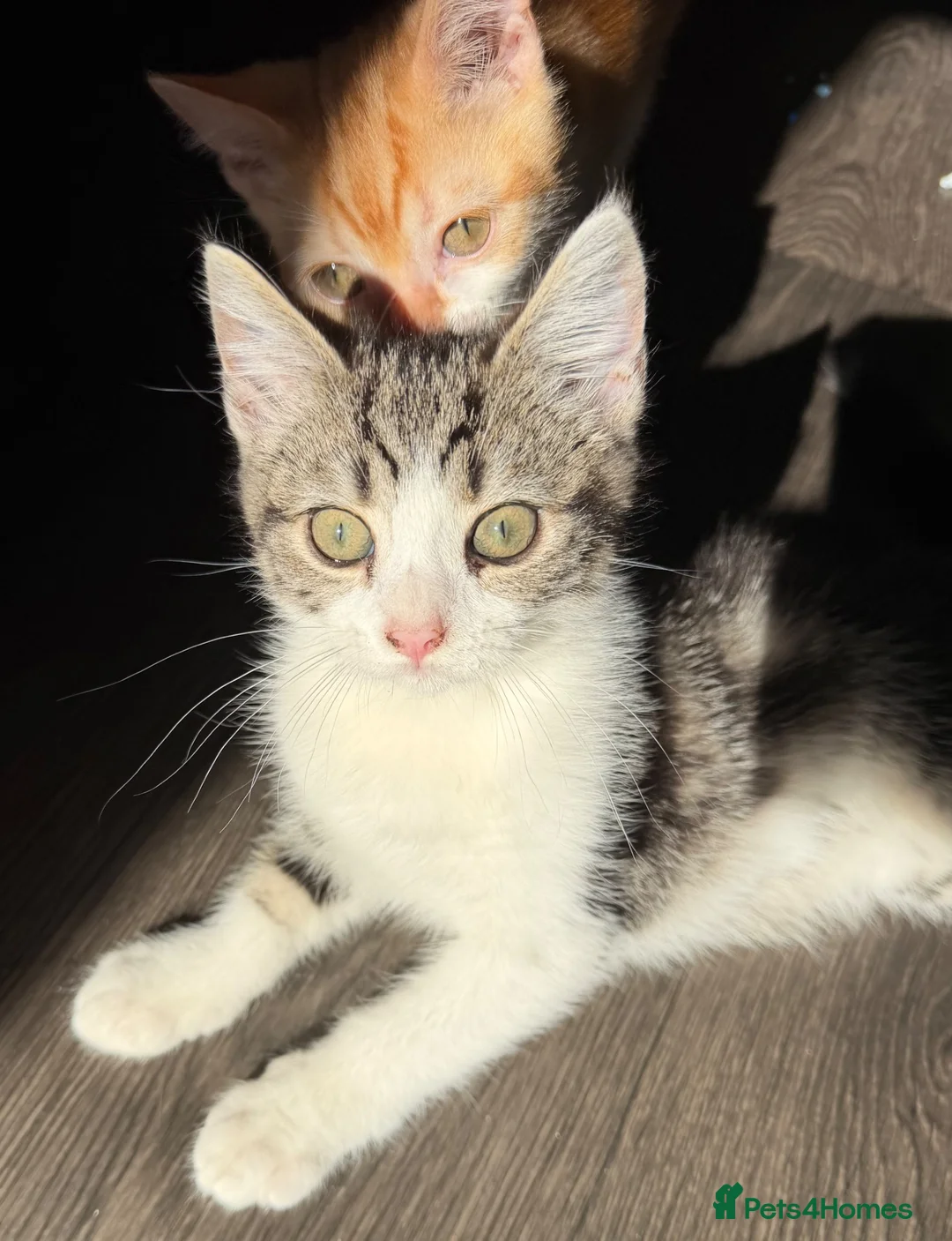 Scottish Fold cats for sale: Scottish Straight Kitten's–Looking for LovingHomes - Advert 1