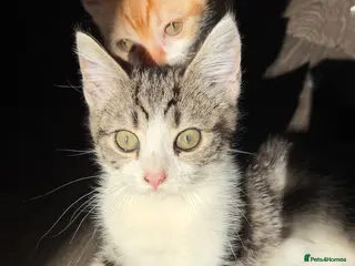 Scottish Fold cats Scottish Straight Kitten's–Looking for LovingHomes - Advert 1