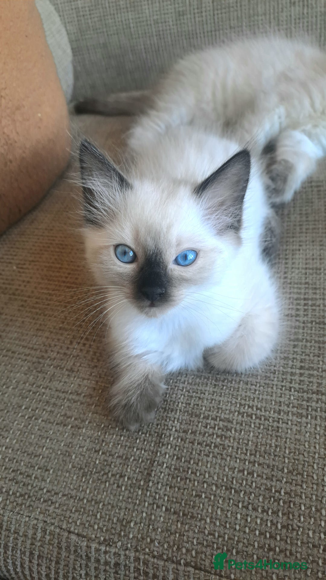 Ragdoll cats for sale: Gorgeous ragdoll kittens - 1 girl left - Image 5
