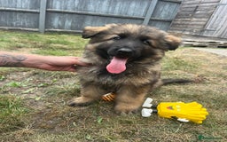 German Shepherd dogs for stud: Gorgeous German Shepherd male for stud - Image 5