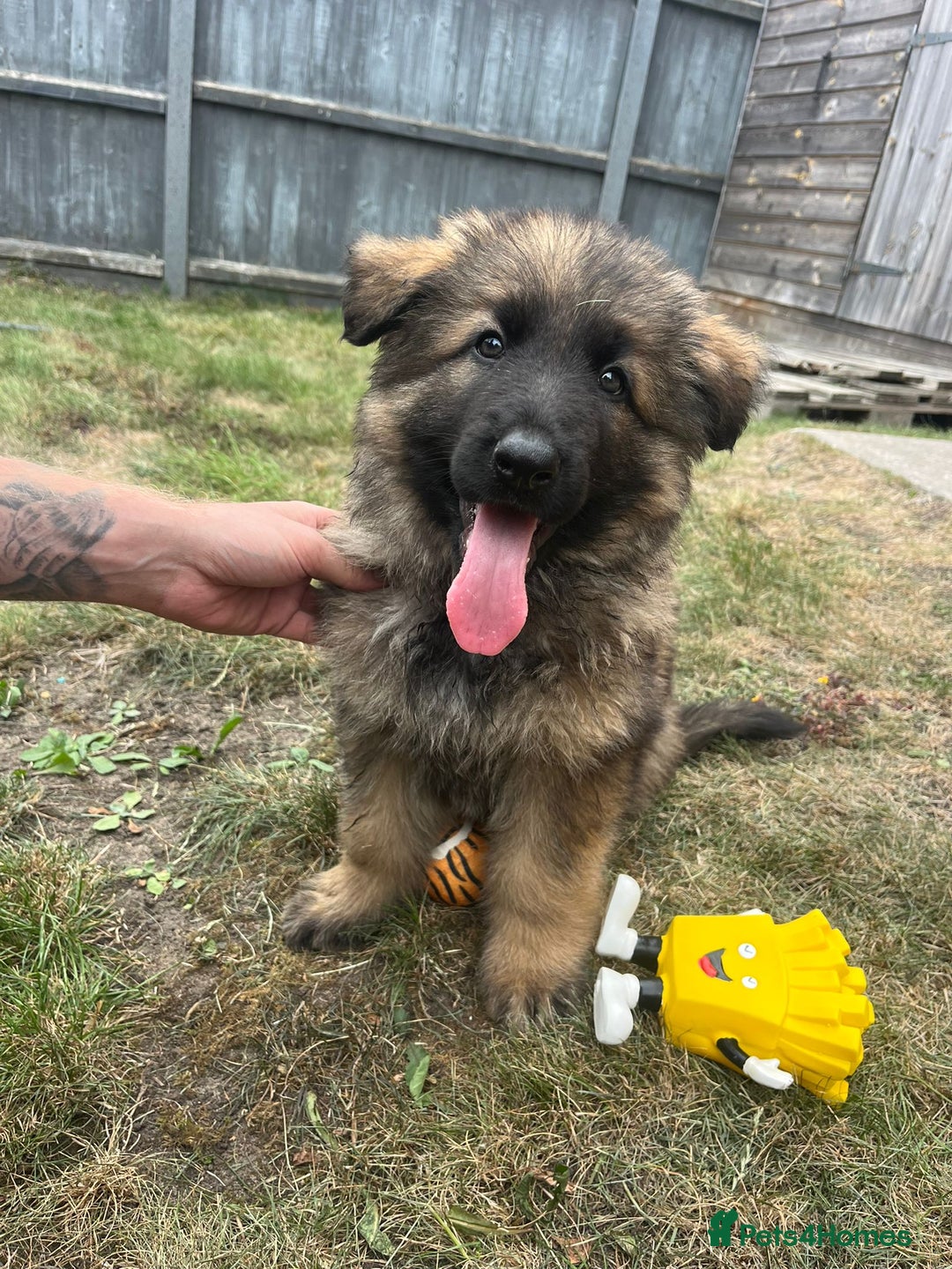 German Shepherd dogs for stud: Gorgeous German Shepherd male for stud - Image 5