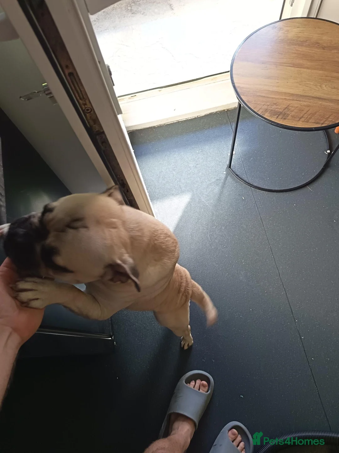 Frug dogs for sale: 1 year Frug for sale - Advert 2