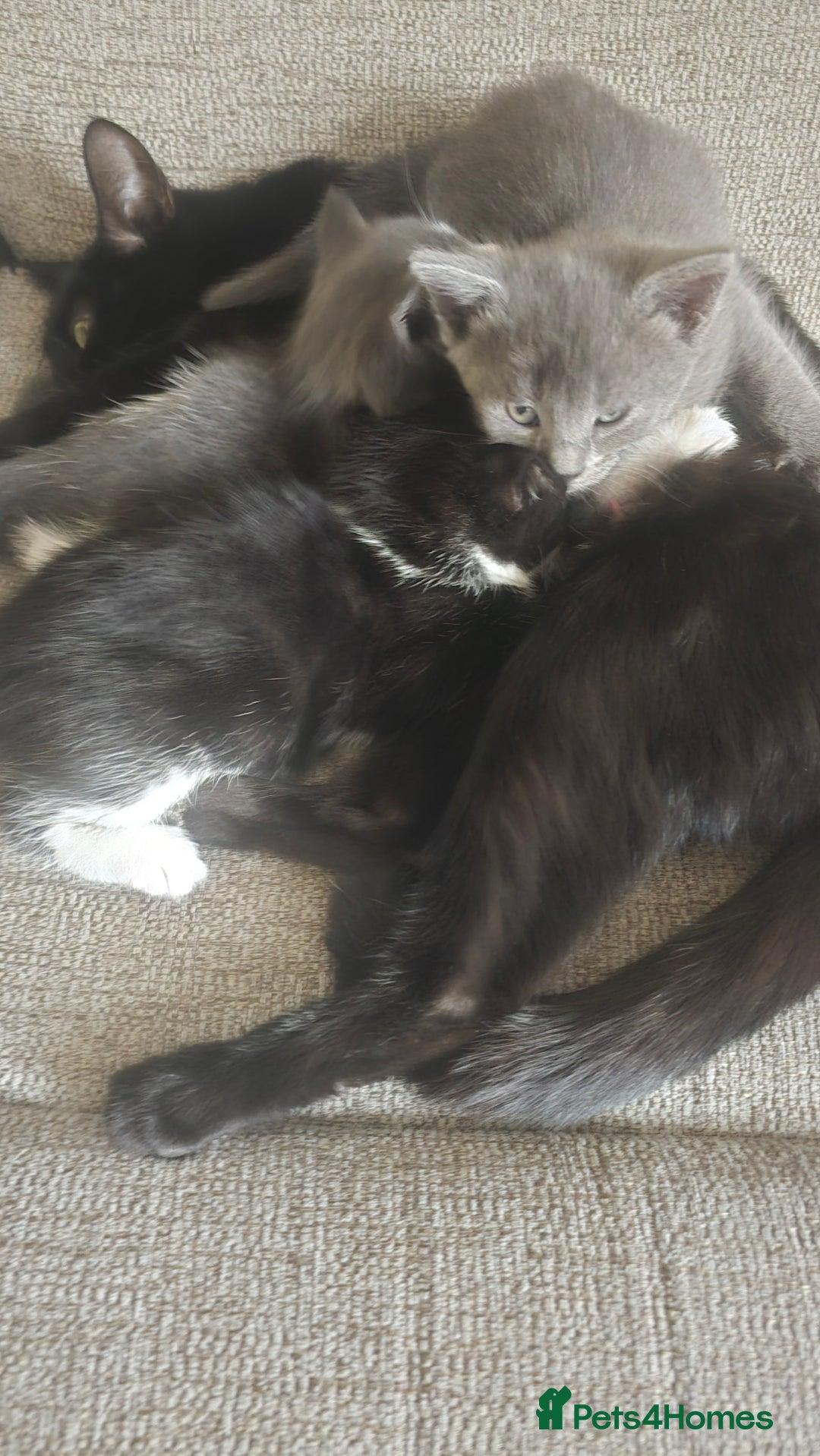 Dwelf cats for sale: beautiful kittens - Image 4