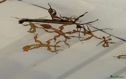 Stick Insects invertebrates for sale: Giant prickly stick insects - Box of 5 - Image 4