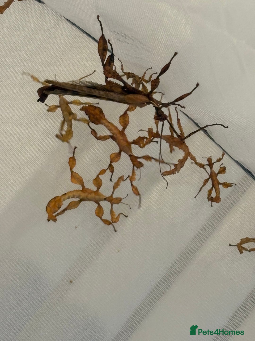 Stick Insects invertebrates for sale: Giant prickly stick insects - Box of 5 - Image 4