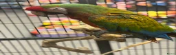 Macaws birds for sale: Gorgeous Shamrock Macaw  - Advert 1