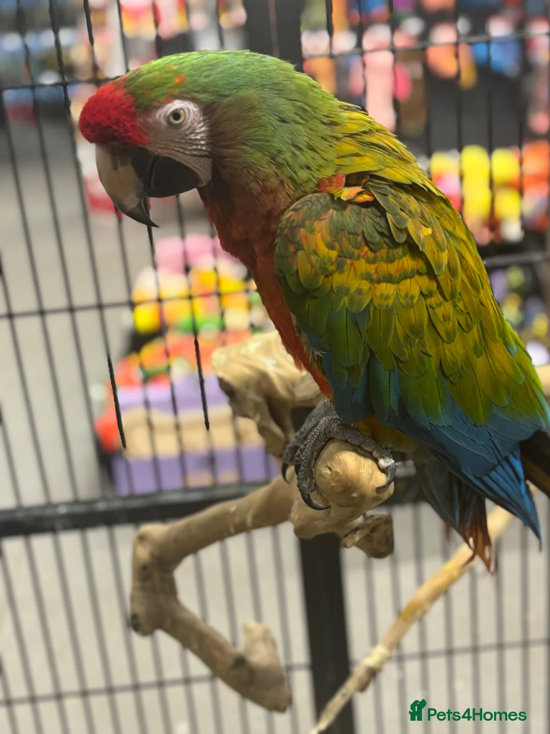 Macaws birds for sale: Gorgeous Shamrock Macaw  - Advert 1