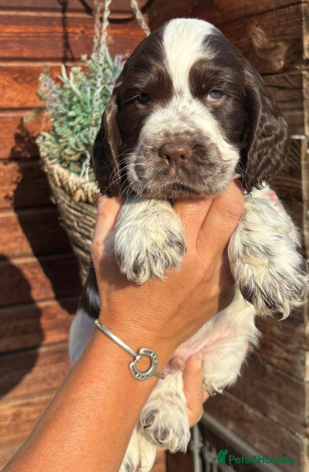 Cocker Spaniel dogs for sale: Show type cocker spaniel puppies  - Image 8