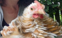 Chickens poultry for sale: Peking bantams and Polish bantams  - Image 11