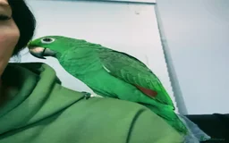 Parrots birds for sale: Amazon parrot for sale  - Image 4
