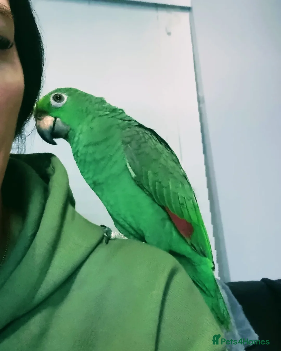 Parrots birds for sale: Amazon parrot for sale  - Image 4