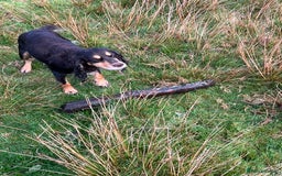 Cockapoo dogs for sale: COCKAPOO PUPPIES  - Image 4