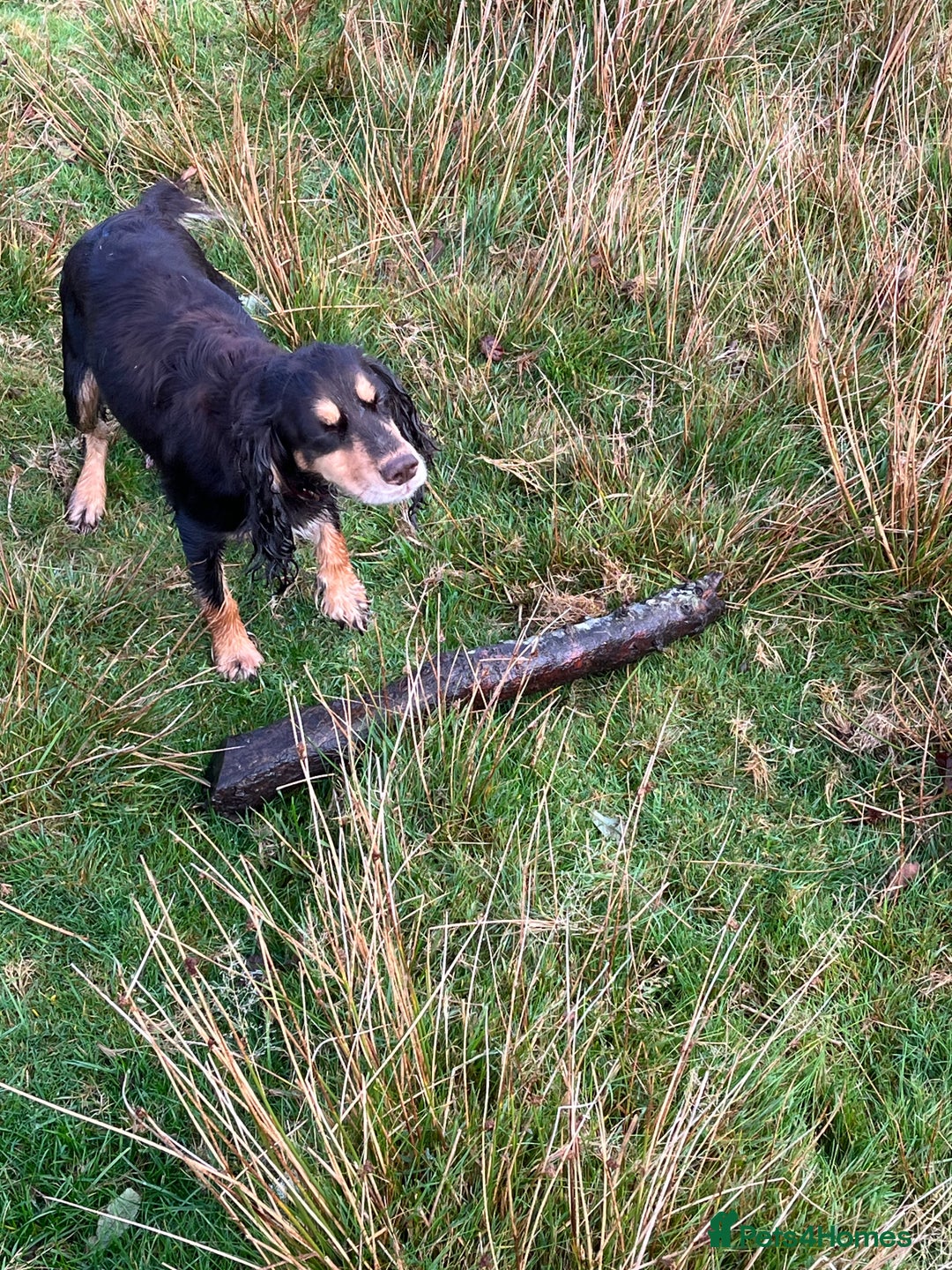 Cockapoo dogs for sale: COCKAPOO PUPPIES  - Image 4