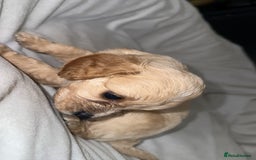 Cavapoo dogs for sale: Cavapoo - Image 6