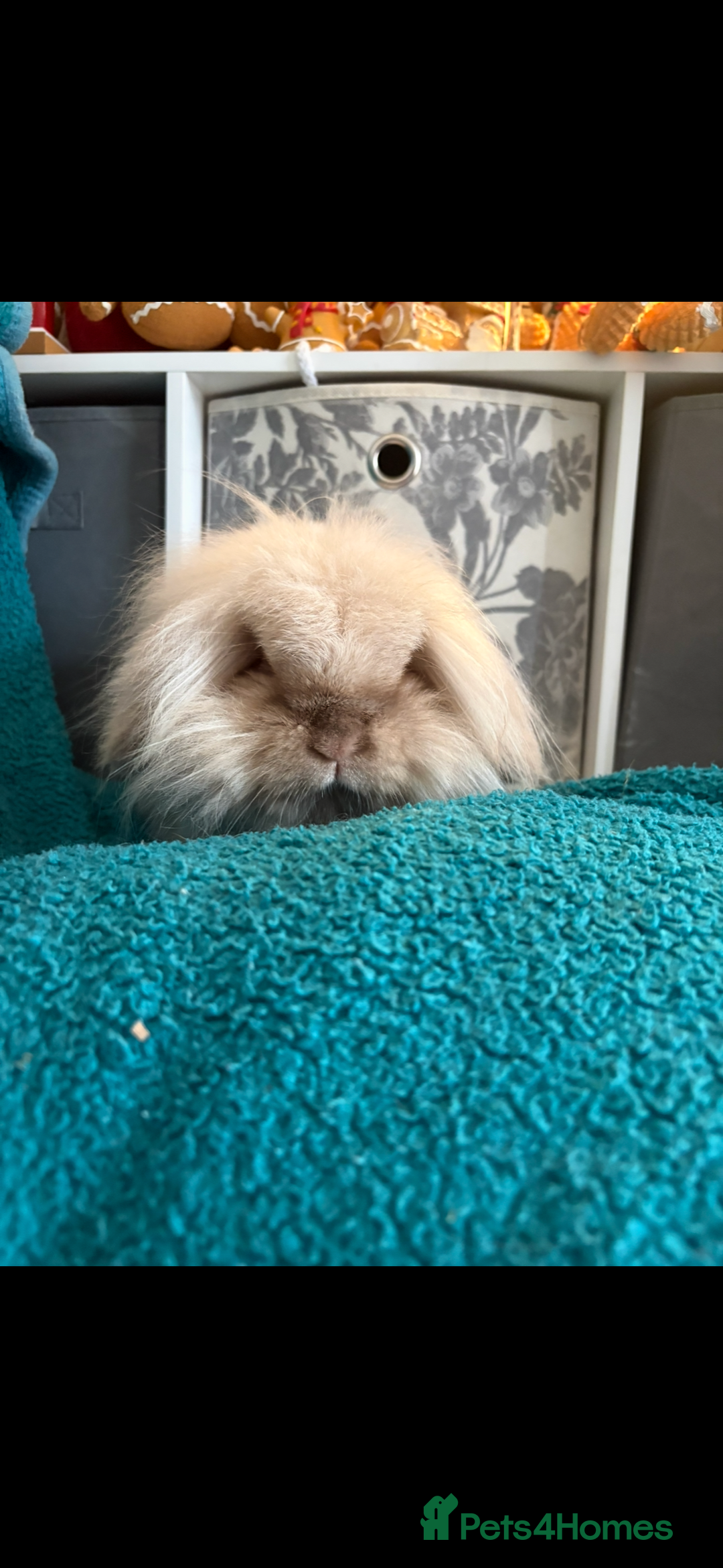 Mini Lion Lop rabbits for sale: Mini lion lop bunny rabbit  - Advert 3