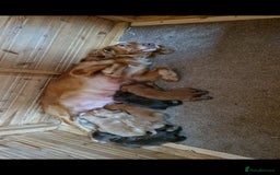 Cocker Spaniel dogs for sale: 7 week old Chocolate Cocker Spaniel pups - Image 1