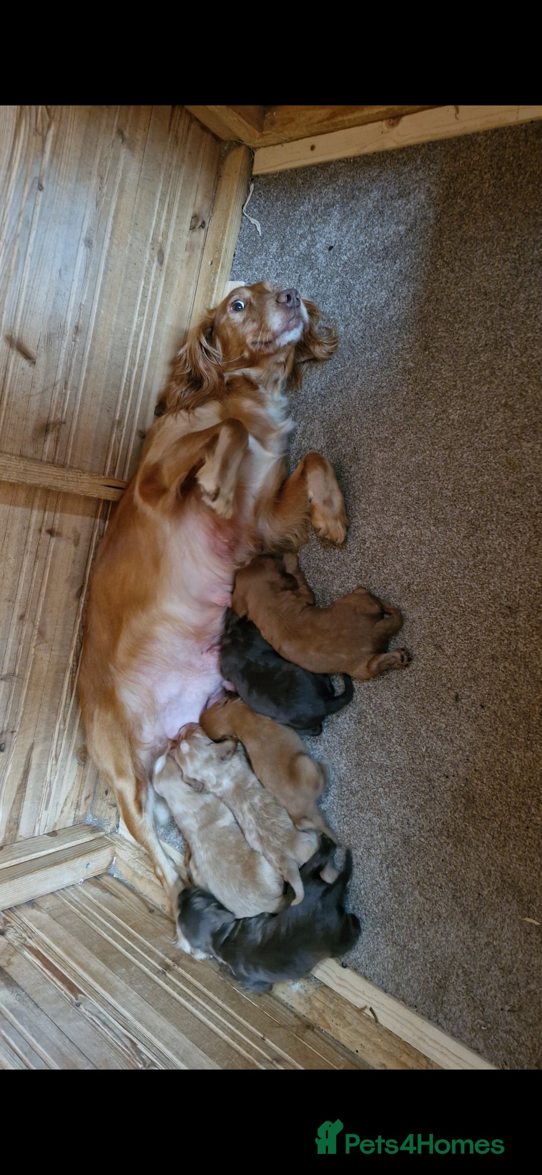 Cocker Spaniel dogs for sale: 7 week old Chocolate Cocker Spaniel pups - Image 1
