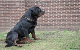 Rottweiler dogs for stud: Stunning Boy Available For Stud……. in Diss - Image 2