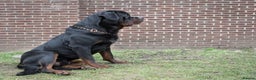 Rottweiler dogs for stud: Stunning Boy Available For Stud……. in Diss - Advert 2