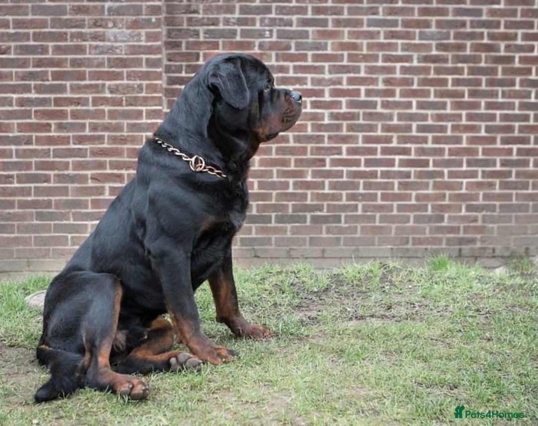 Rottweiler dogs for stud: Stunning Boy Available For Stud……. in Diss - Image 2