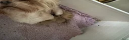 Shih Tzu dogs for sale: Tiny imperial shihtzu puppies - Advert 21