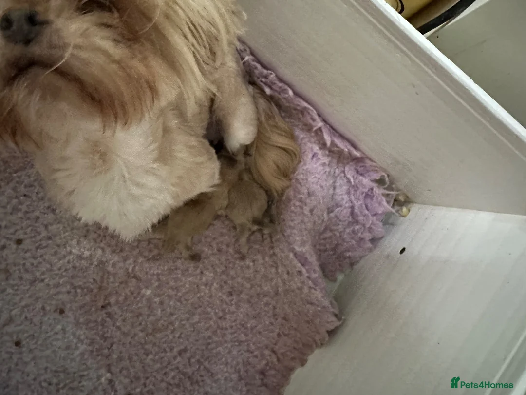 Shih Tzu dogs for sale: Tiny imperial shihtzu puppies - Advert 21
