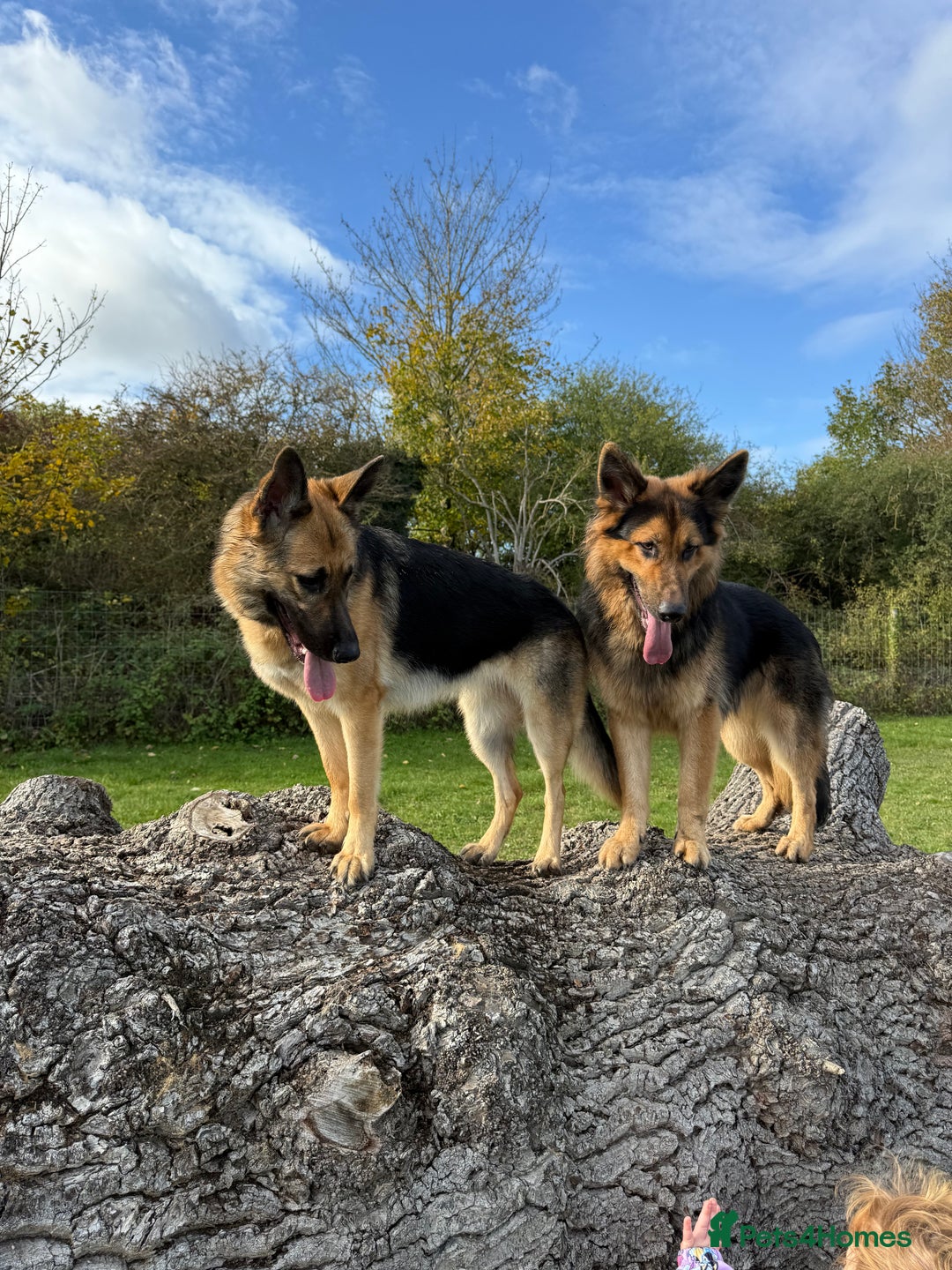 German Shepherd dogs for sale: German Shepherd Puppies - Advert 11