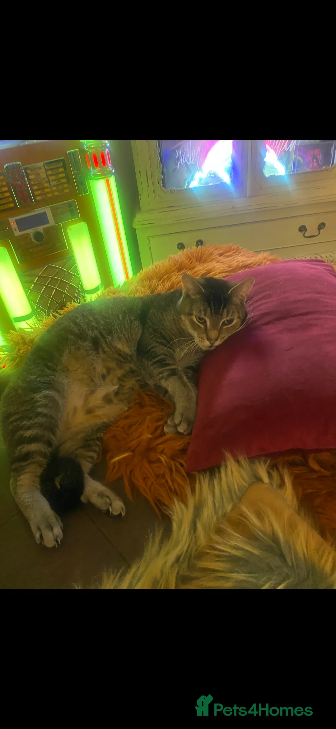 Mixed Breed cats for sale: Home urgently needed for my beautiful boy - Advert 1