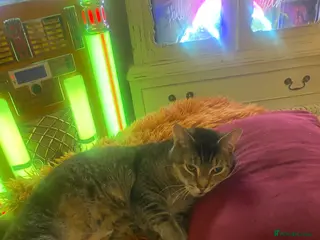 Mixed Breed cats Home needed for my beautiful boy - Advert 2