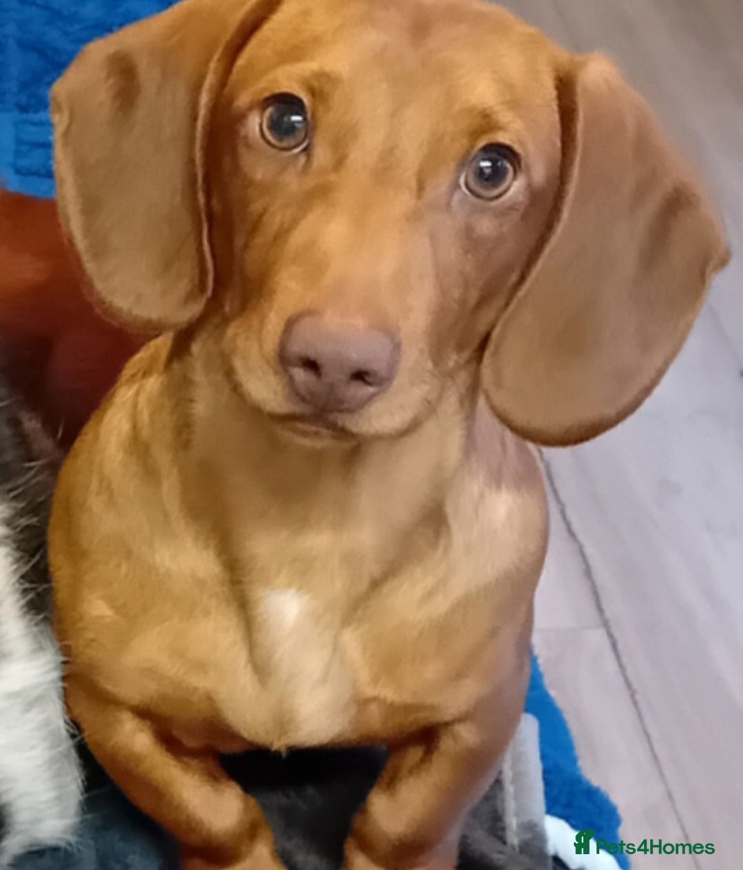 Dachshund dogs 8 month old beautiful William - Advert 9